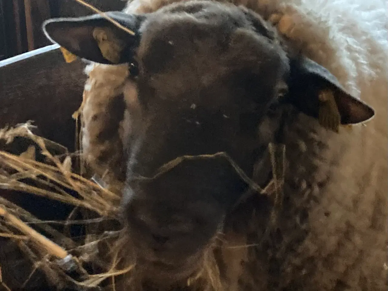 Billede 2 - Flot 2årig Suffolk/Texel vædder