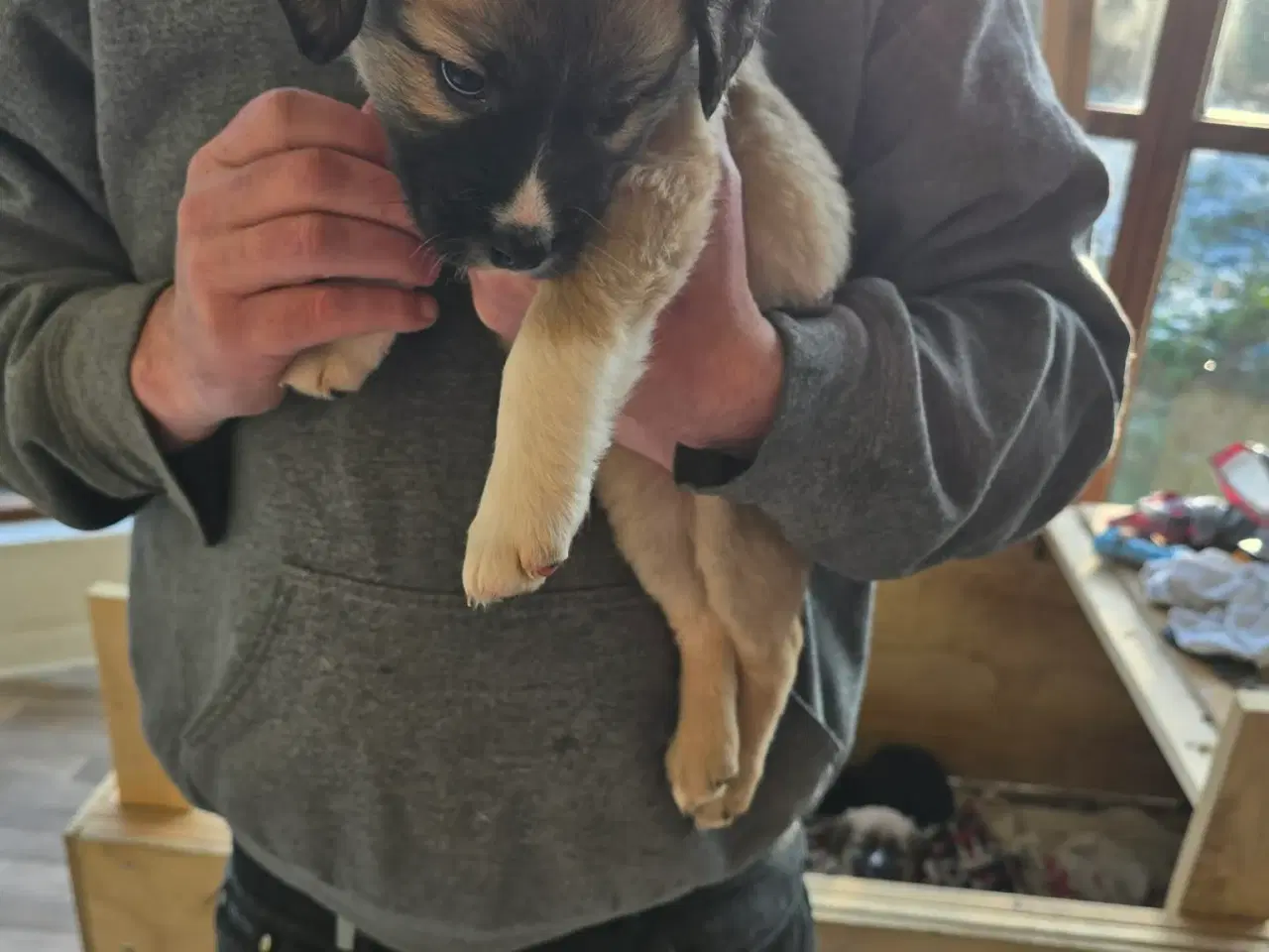 Billede 4 - Bladnings hunde hvalpe