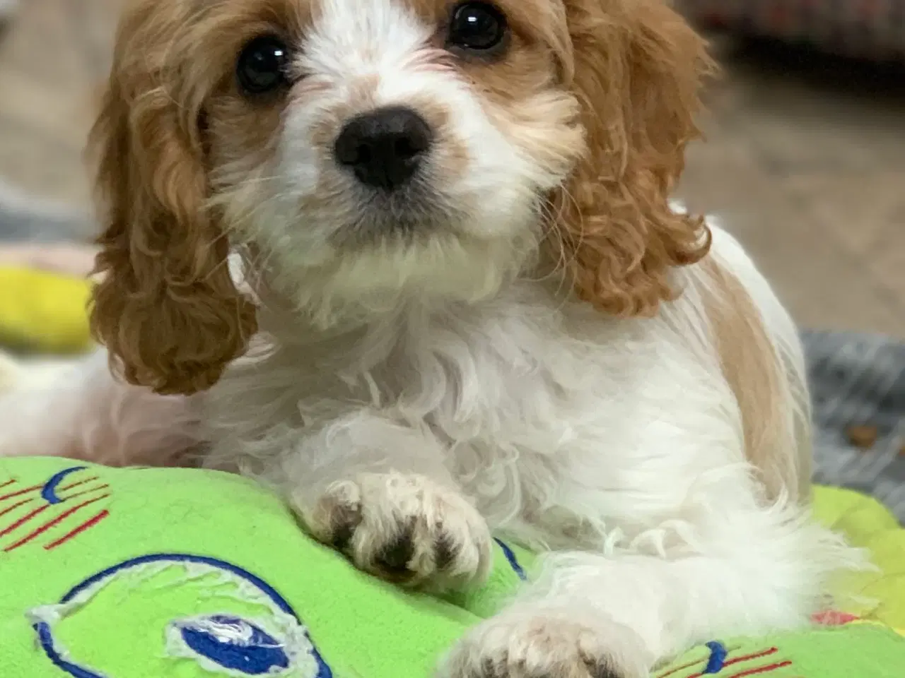 Billede 12 - Den yndigste cavapoo dreng er rejseklar 