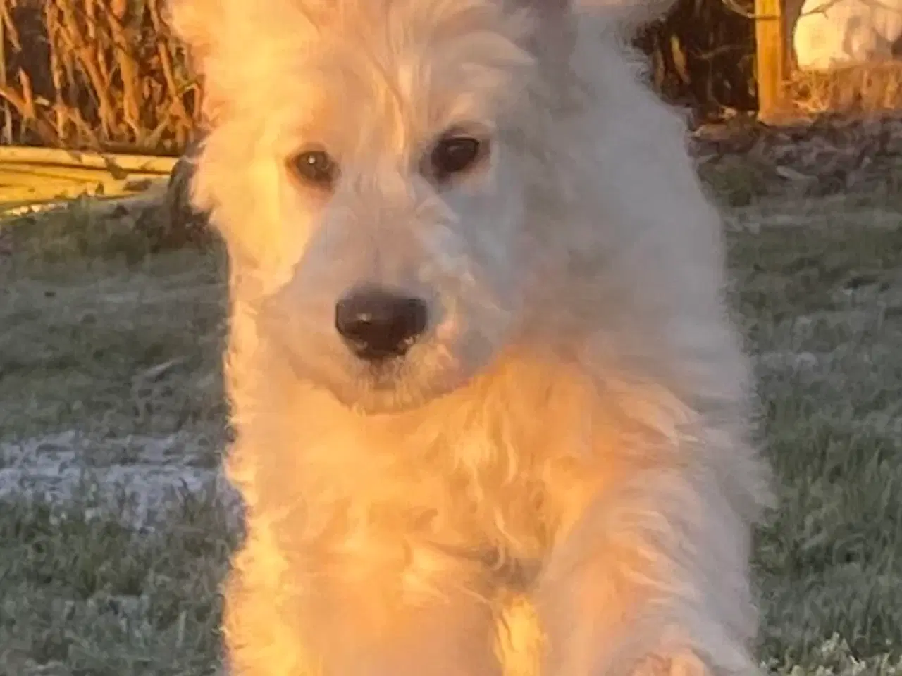 Billede 6 - Goldendoodle-HVALPE