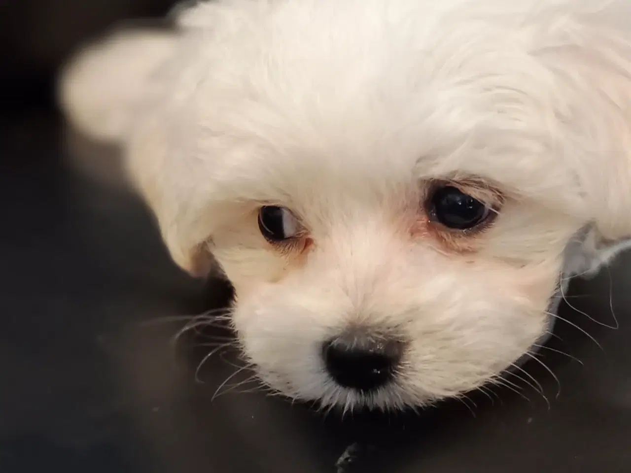 Billede 3 - Mini/micro malteser