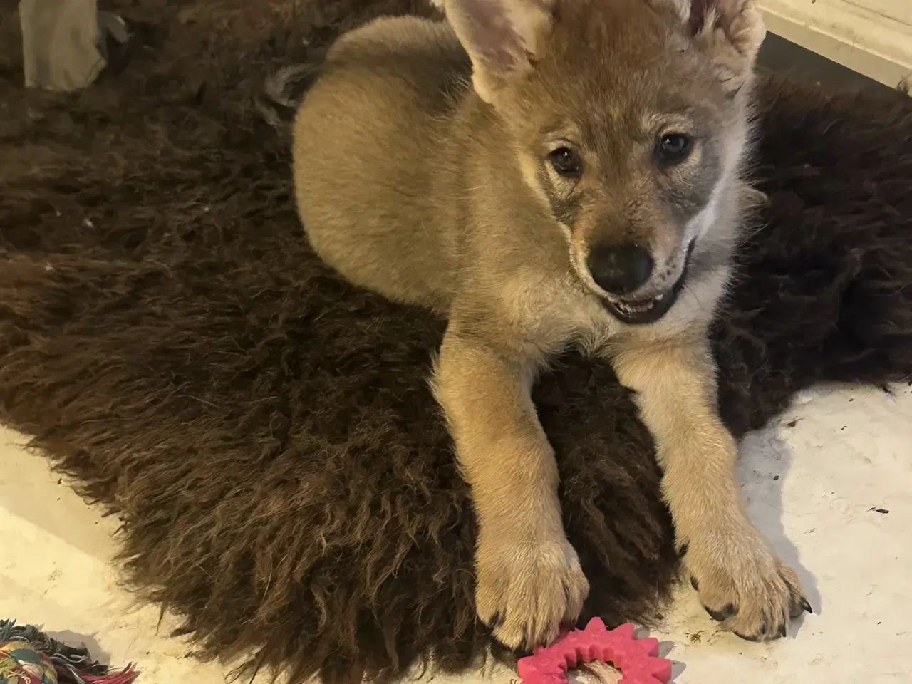 Billede 3 - Tjekkoslovakisk ulvehund hvalp