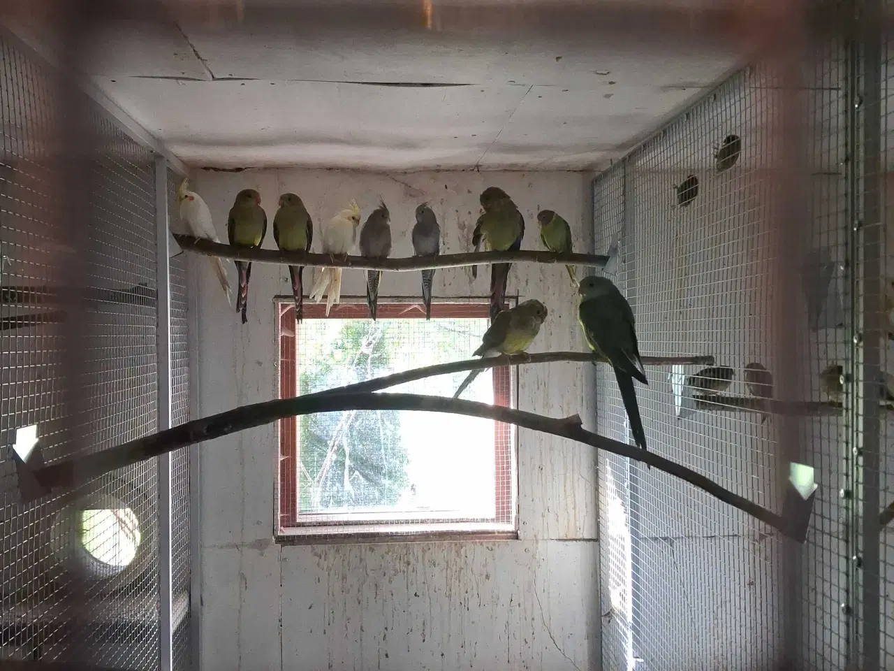 Billede 1 - Alle slags fugle købes