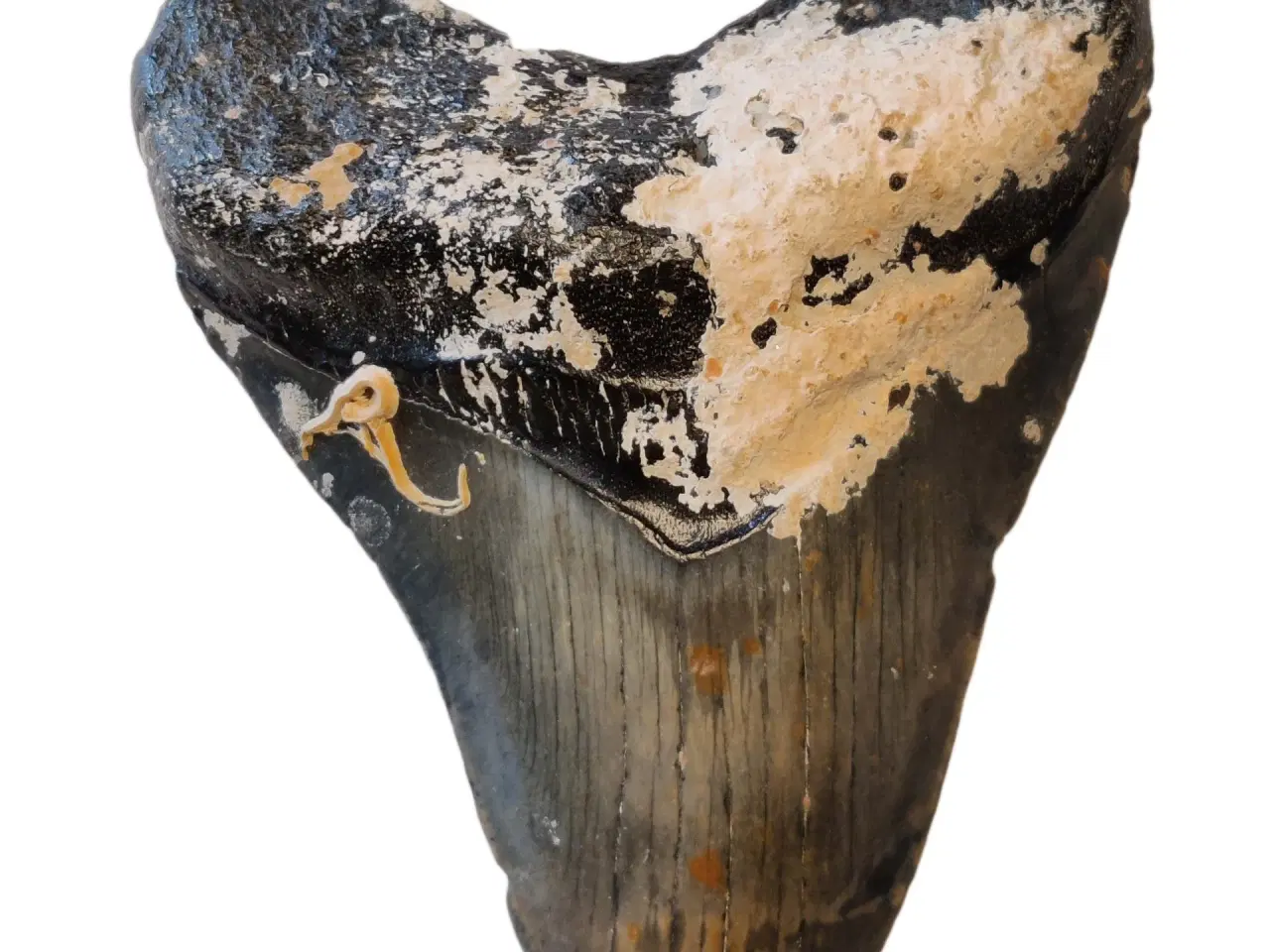 Billede 1 - Megalodon tand 10,5 cm