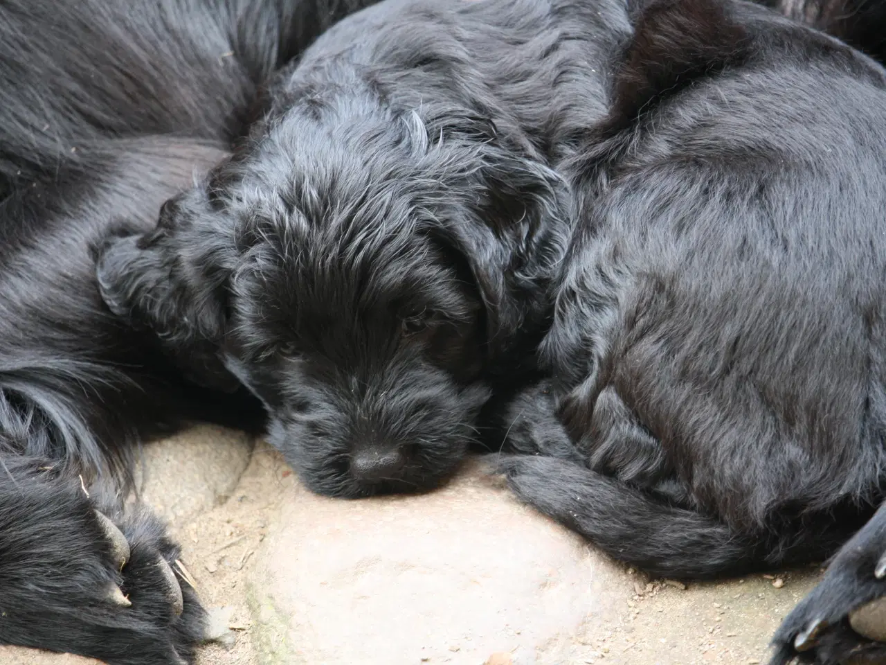 Billede 2 - Sorte Goldendoodle hvalpe