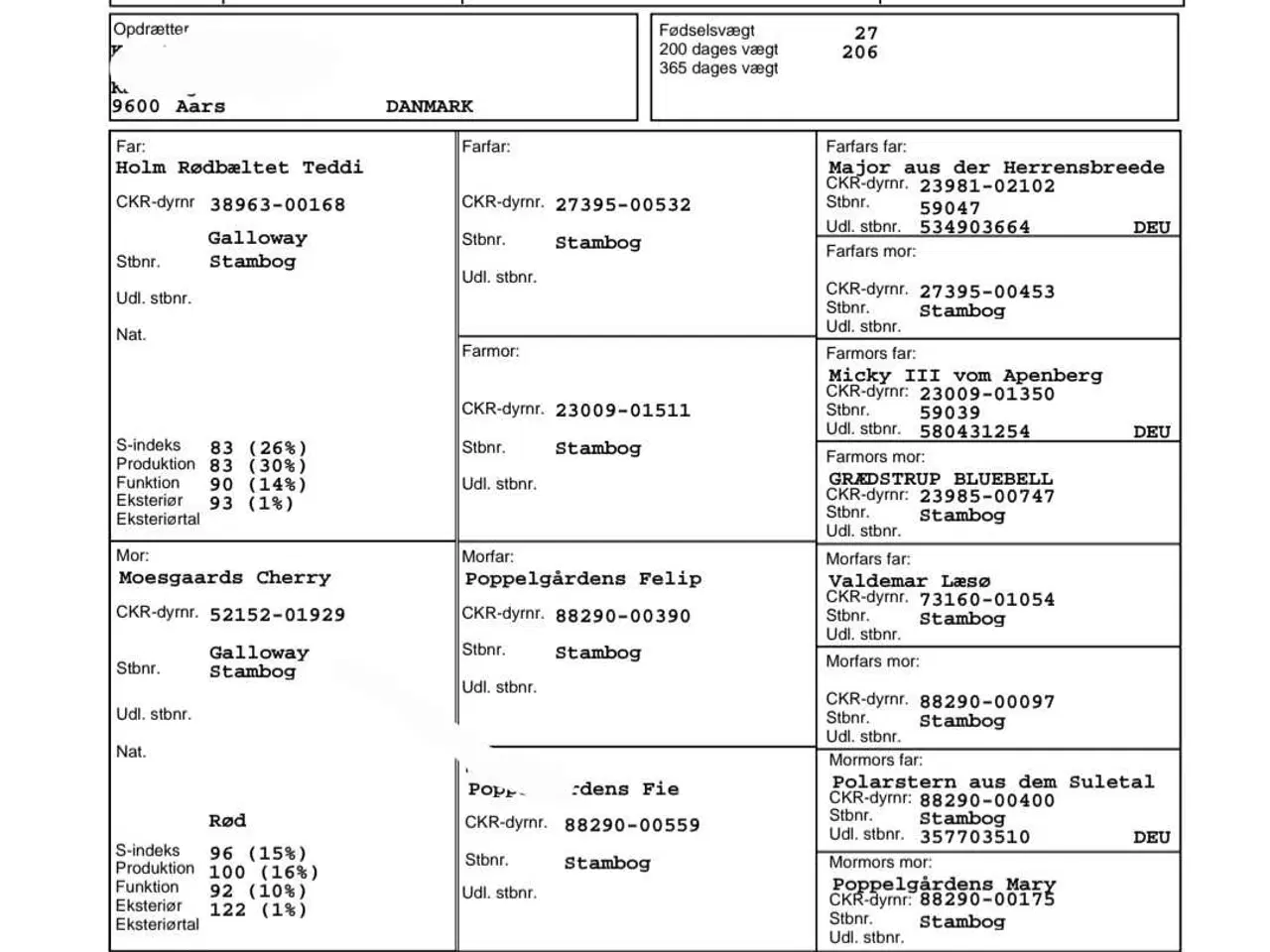 Billede 3 - Galloway tyrekalv sælges 