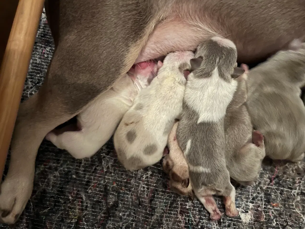Billede 4 - Fransk bulldog hvalpe m stamtavle fra Avlsgodkende