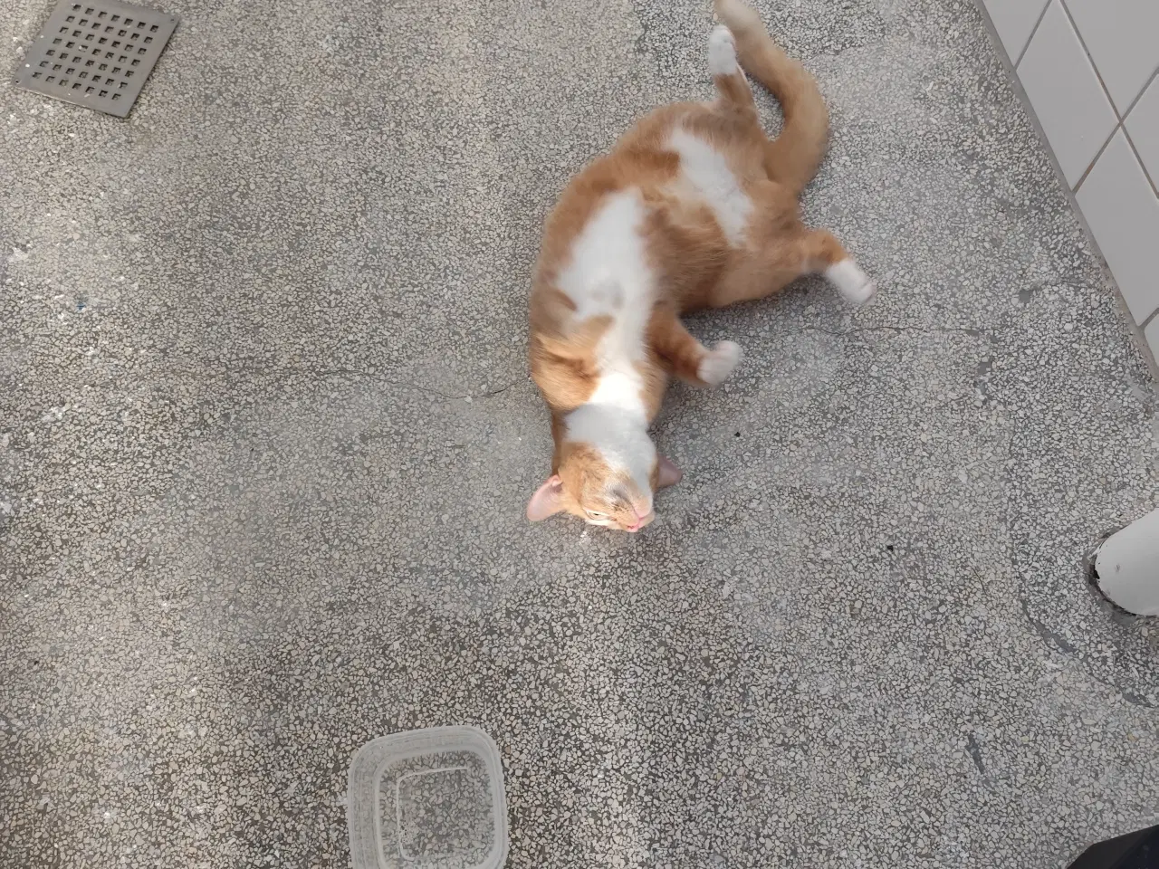 Billede 3 - røde håret kat søger nyt hjem