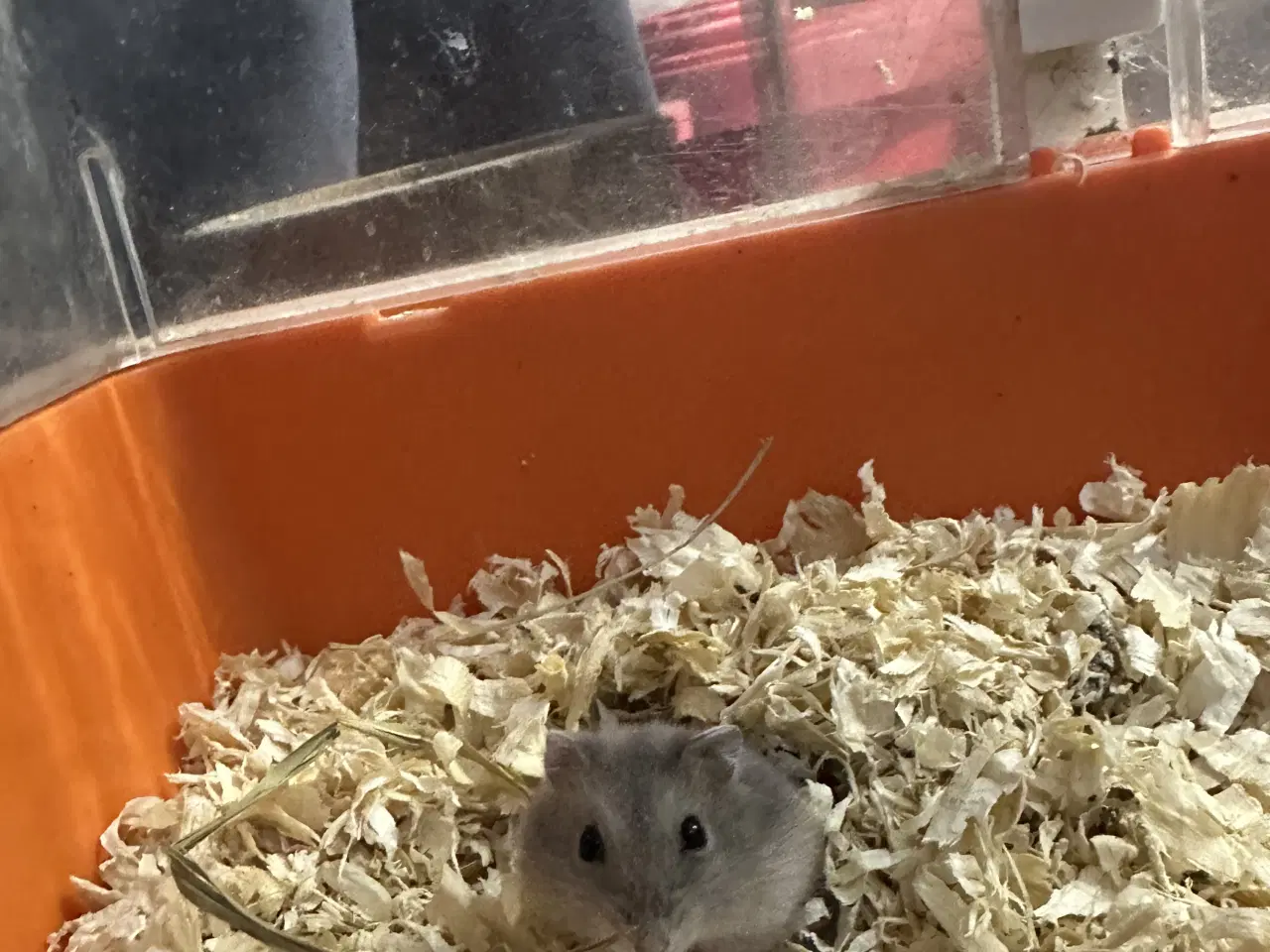 Billede 2 - Sød dværghamster unge sælges