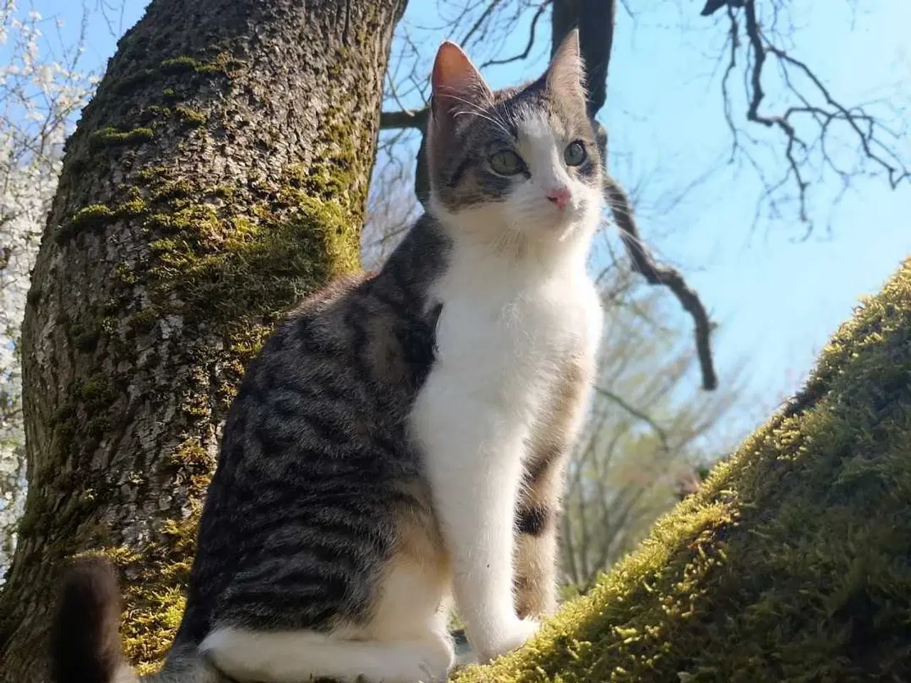 Billede 2 - Bruno søger nyt hjem