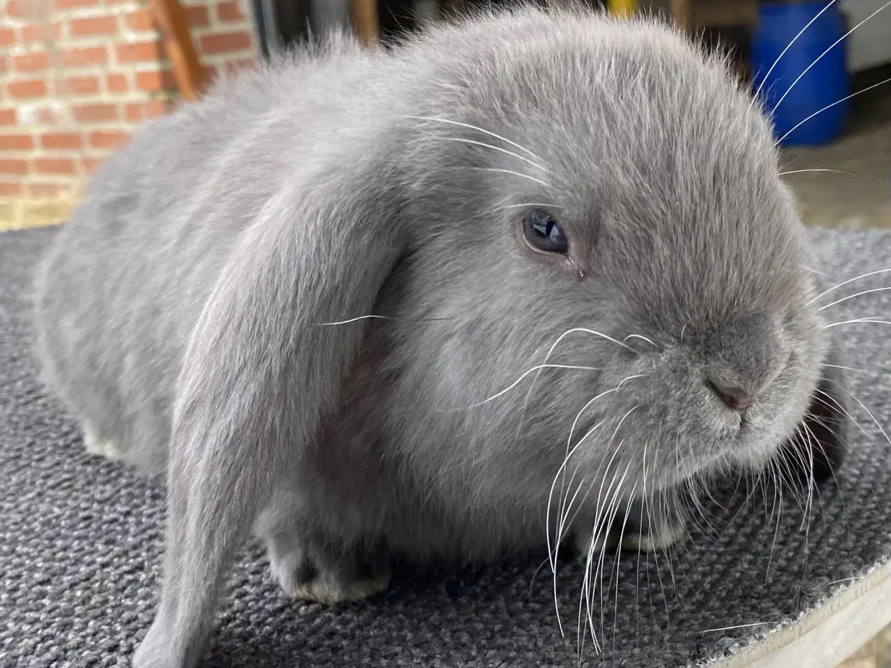 Billede 5 - FRANSK VÆDDER HAN BLÅ