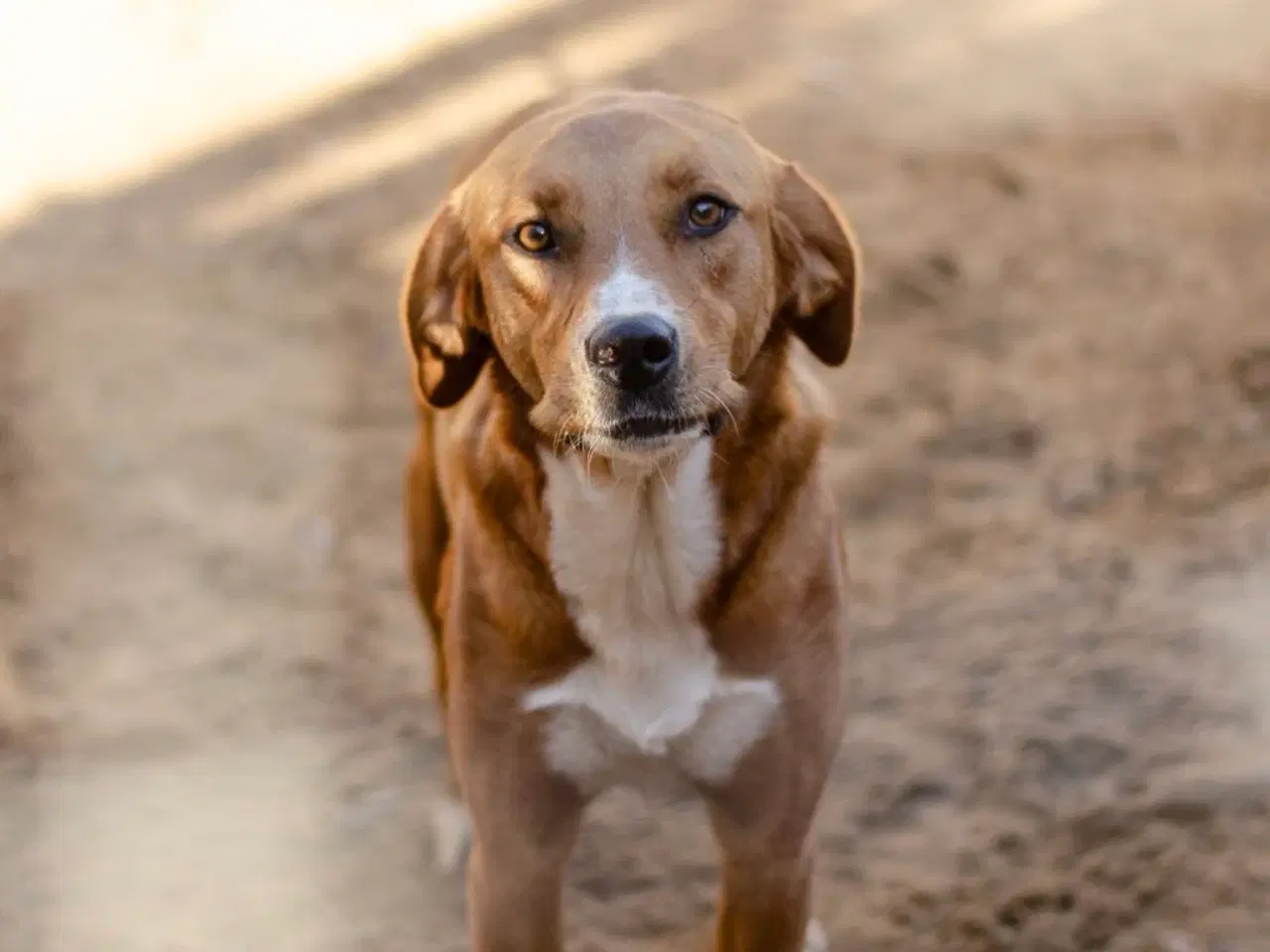 Billede 1 - Smukke Rose søger familie