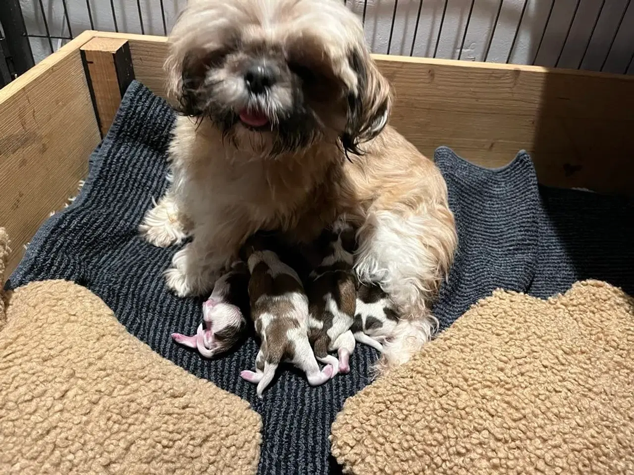 Billede 3 - Shih Tzu (boomer) hvalpe