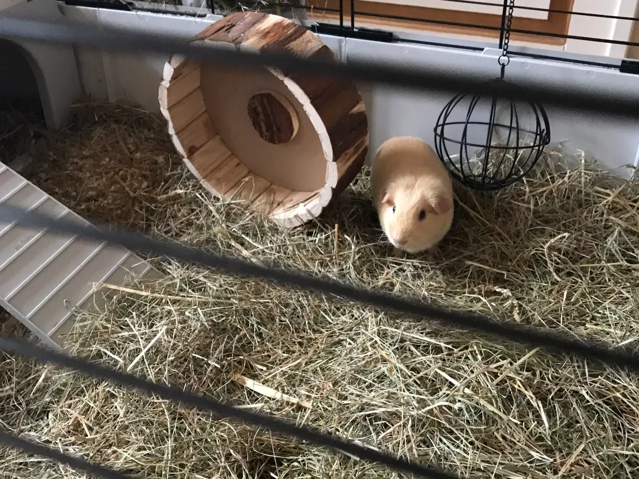 Billede 2 - 2 søde marsvin søger nyt hjem inkl. bur