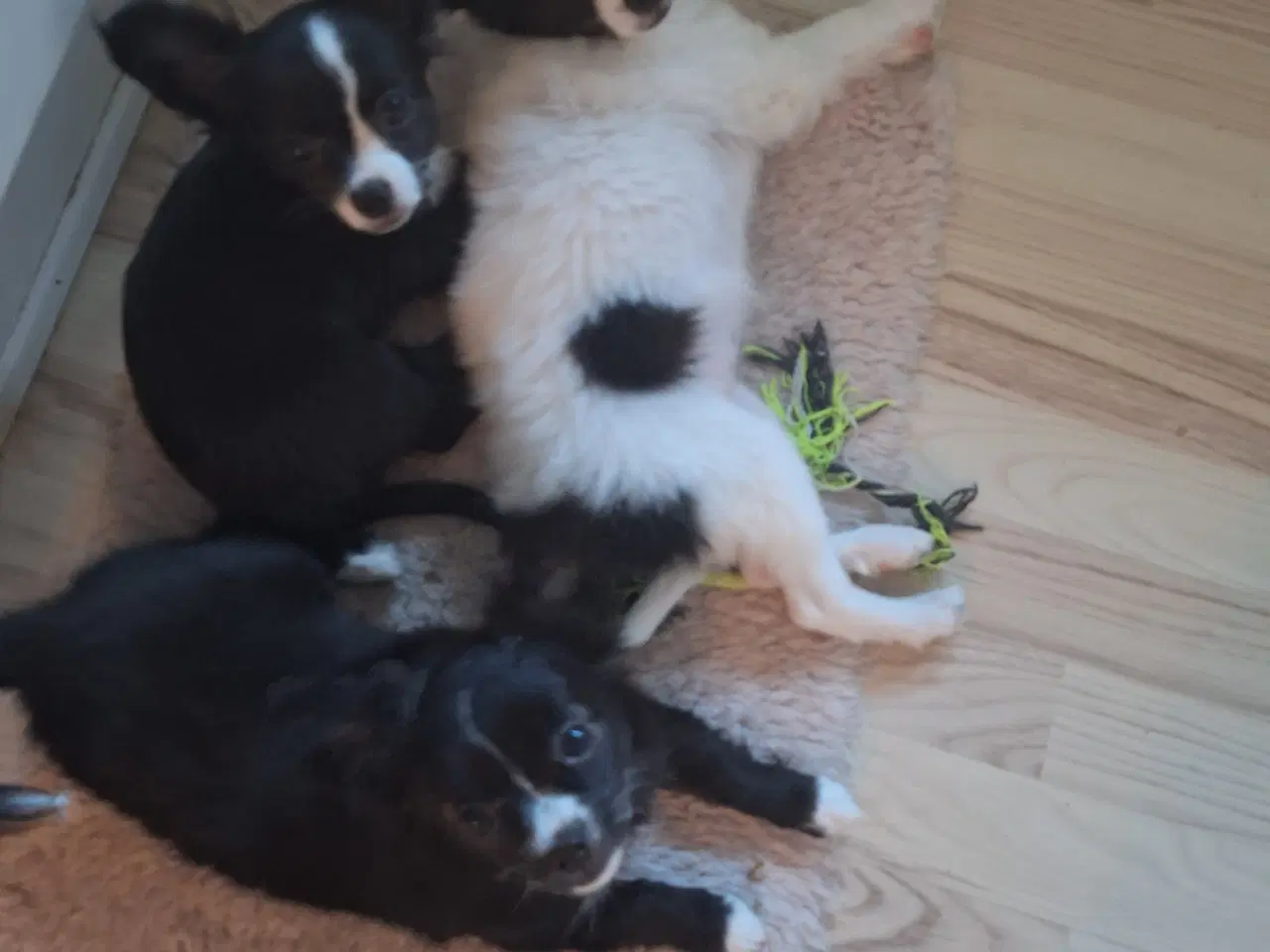 Billede 10 - papilion /chihuahua