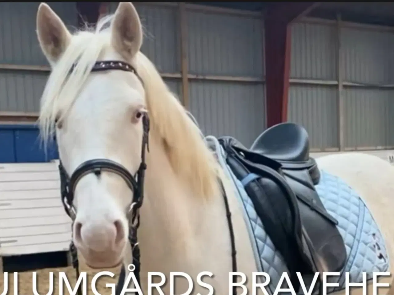 Billede 1 - Charmerende og tillidsfuld vallak søger nyt hjem.