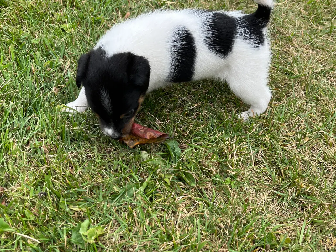Billede 8 - Dansk svensk gårdhund hvalpe