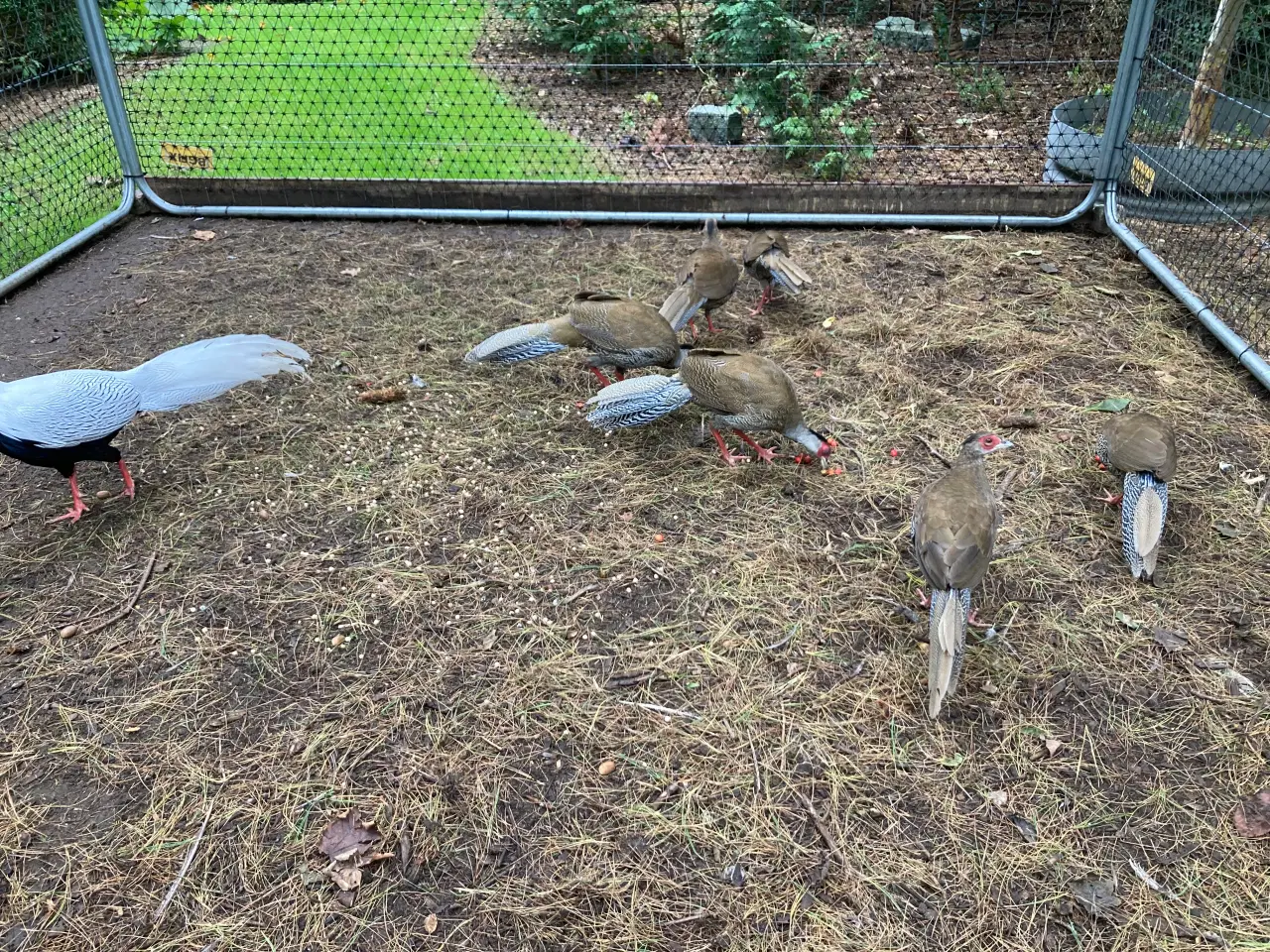 Billede 3 - Fine sølvfasaner naturudruget