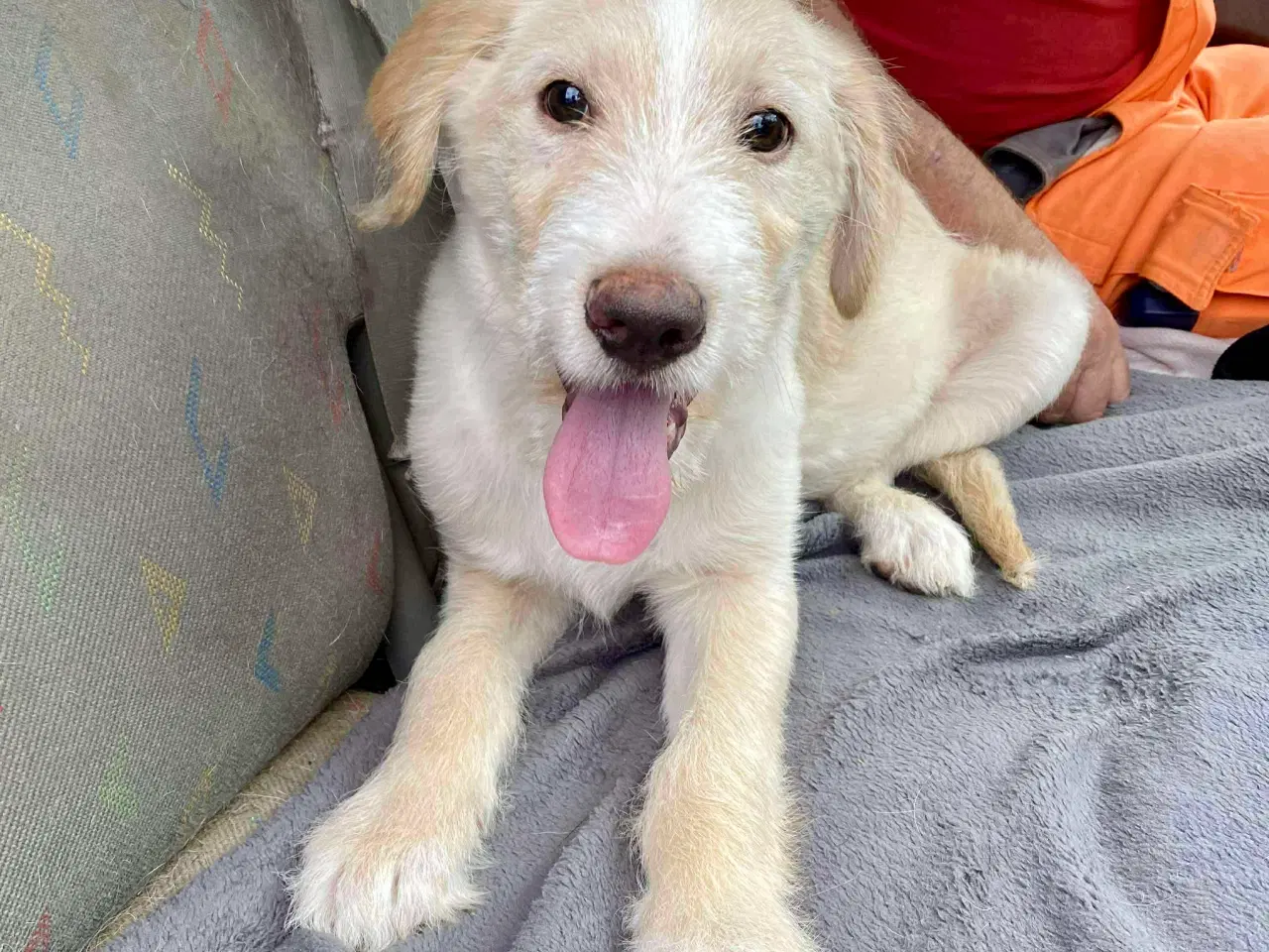 Billede 1 - Dejlige DJ søger sin helt egen familie 🥰