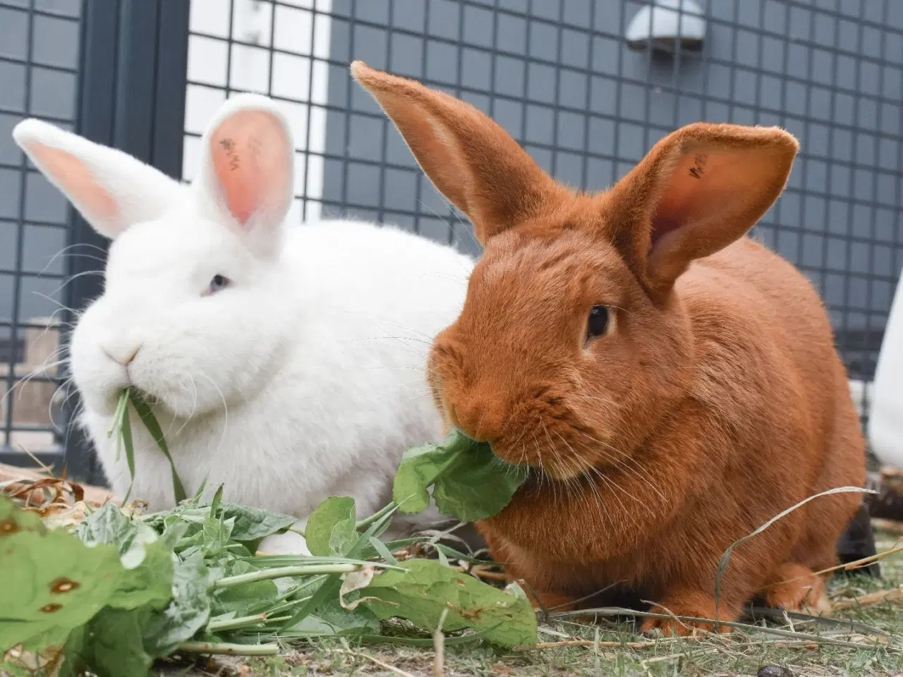 Billede 2 - Vi modtager og henter dyr GRATIS – 