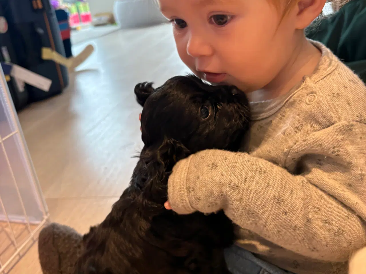 Billede 5 - Cavapoo hvalpe 