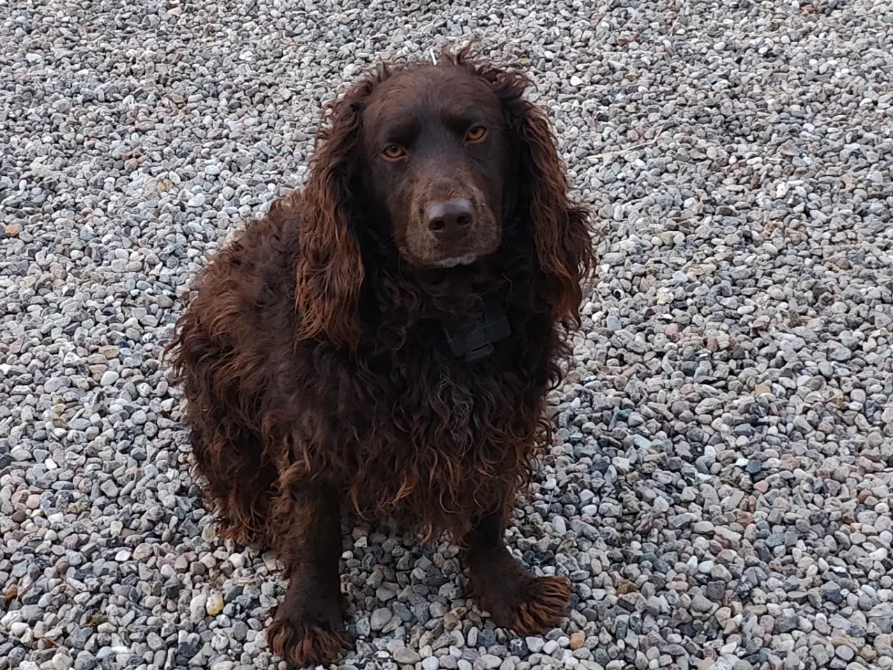 Billede 9 - Hundehvalpe Kleiner Münsterländer 