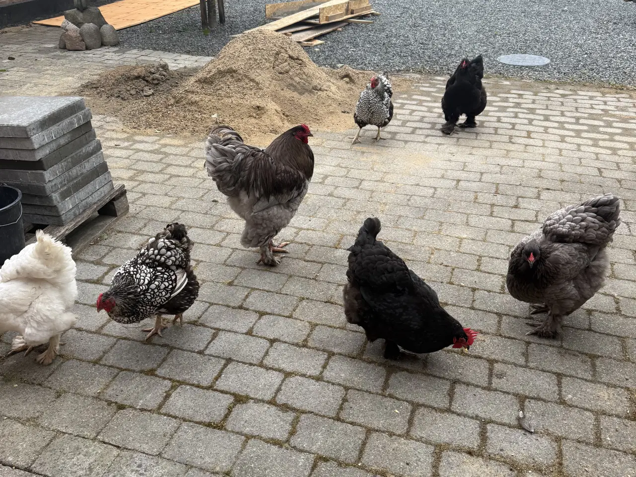 Billede 3 - Rugeæg Brahma stor