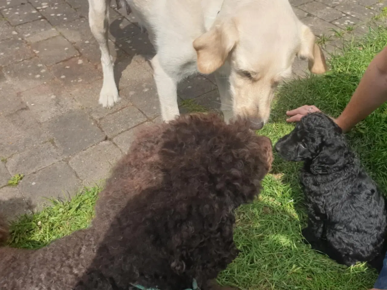 Billede 6 - Labradoodle Hvalpe
