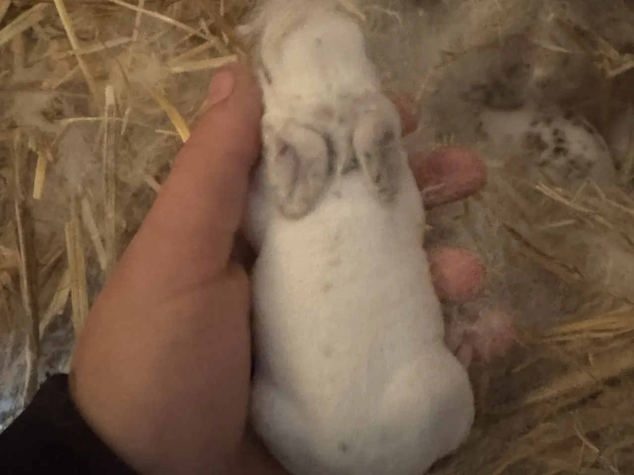 Billede 3 - Rex kanin unger 