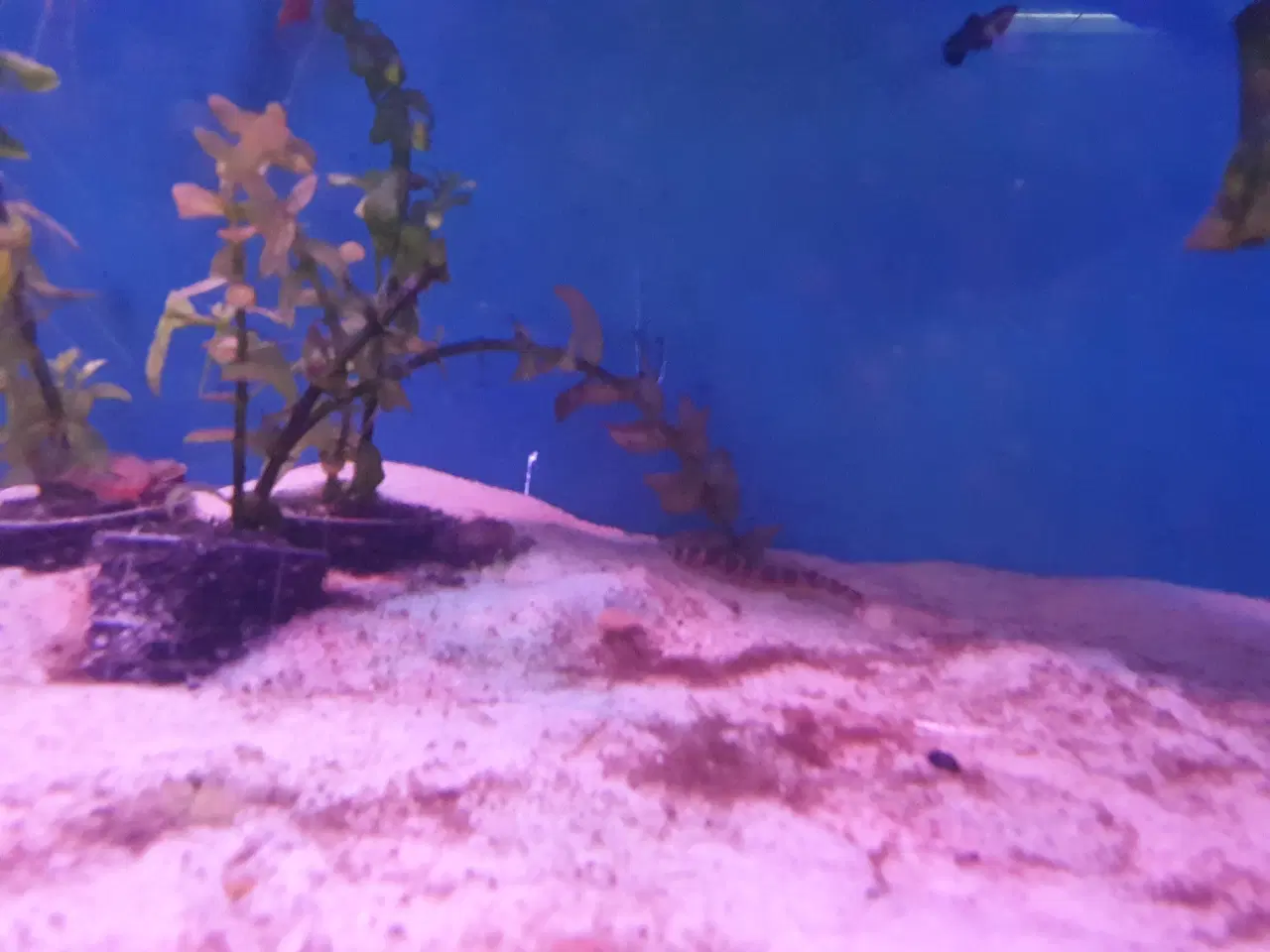 Billede 8 - KUHLI ÅL