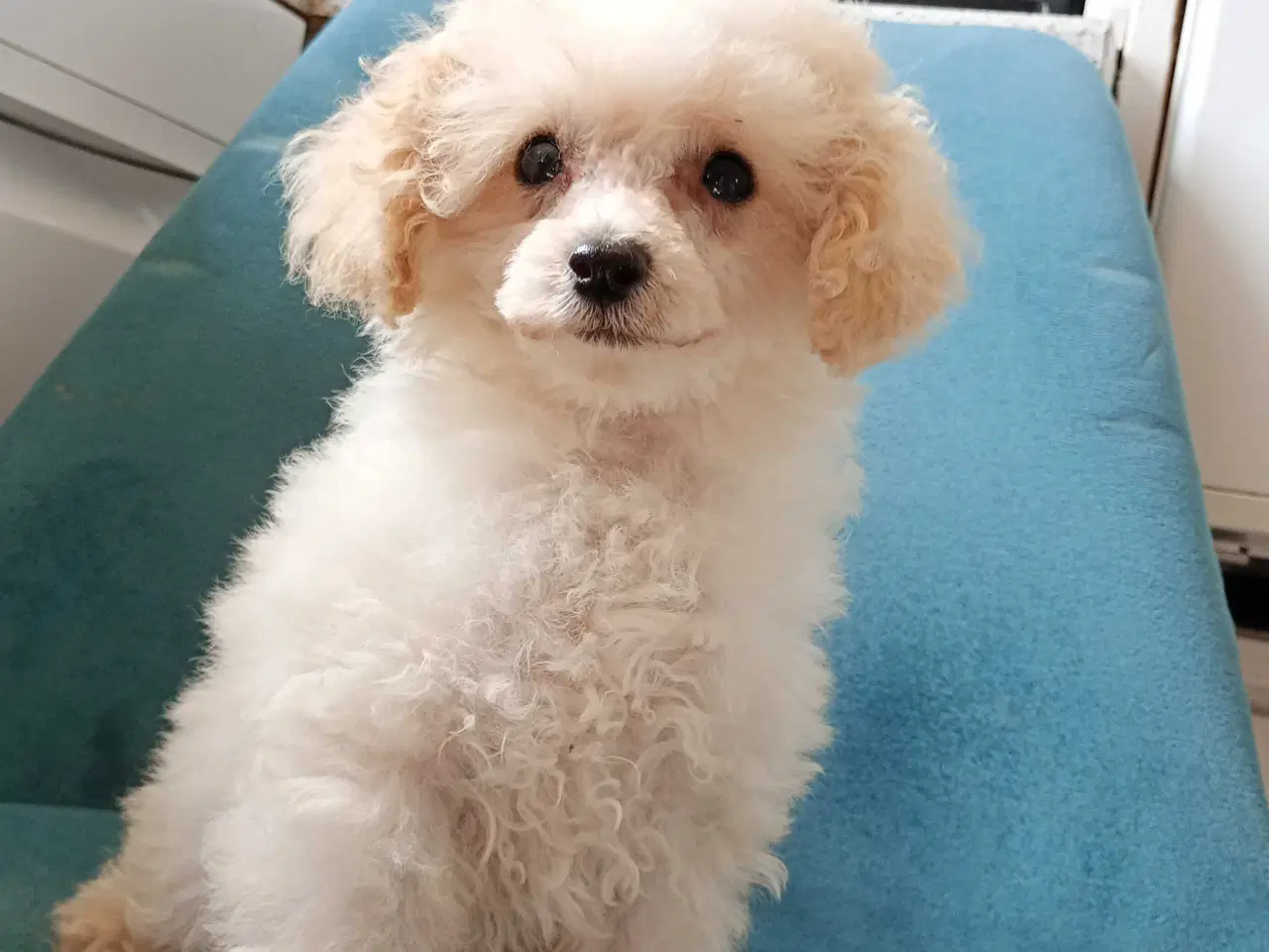 Billede 6 - Mini cavapoo 