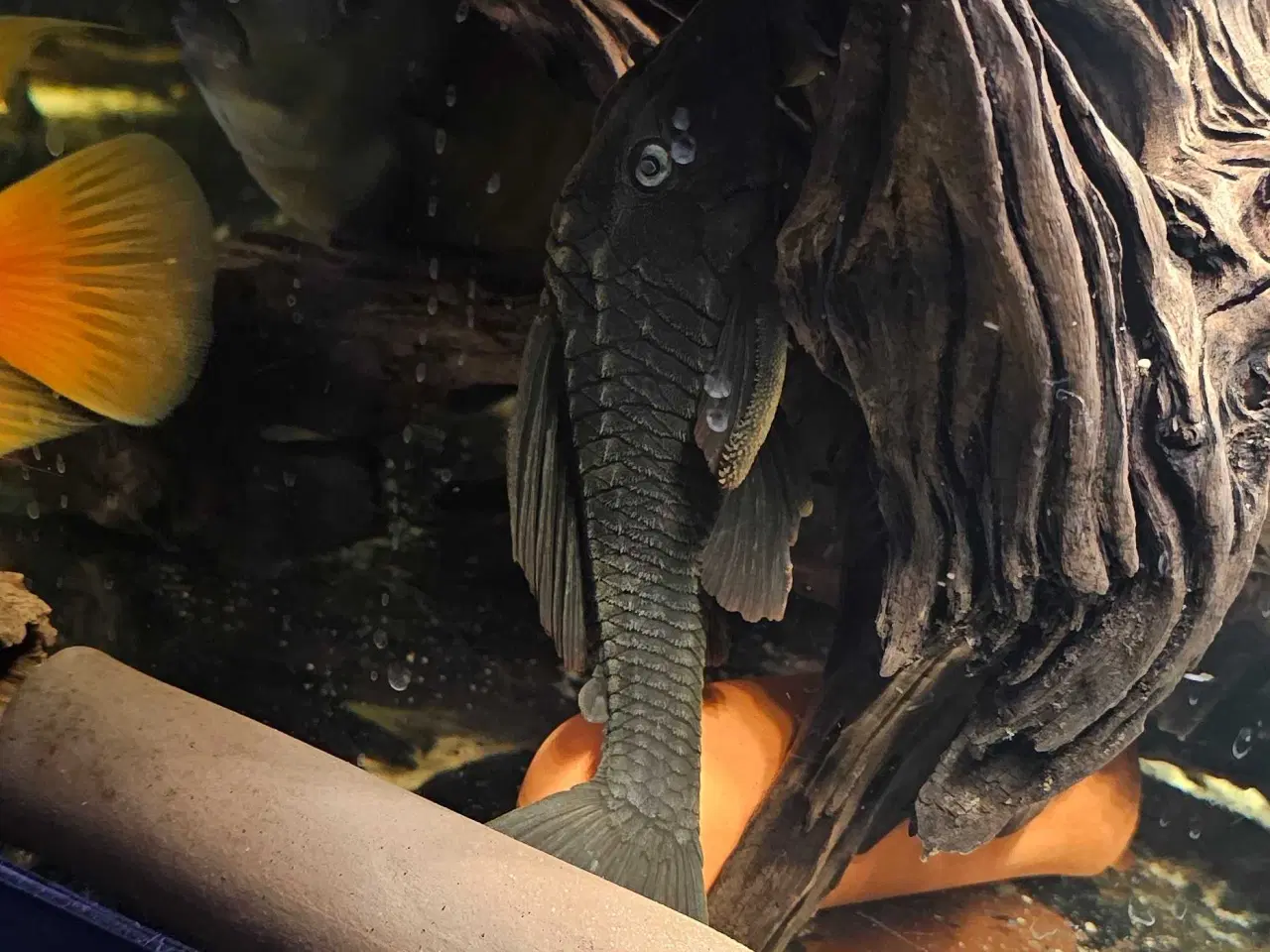 Billede 4 - Pleco L137 sugemaller