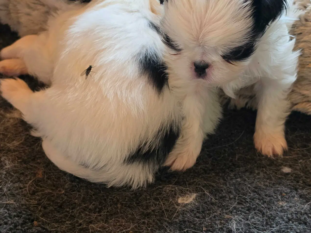 Billede 3 - Japanese chin hvalpe