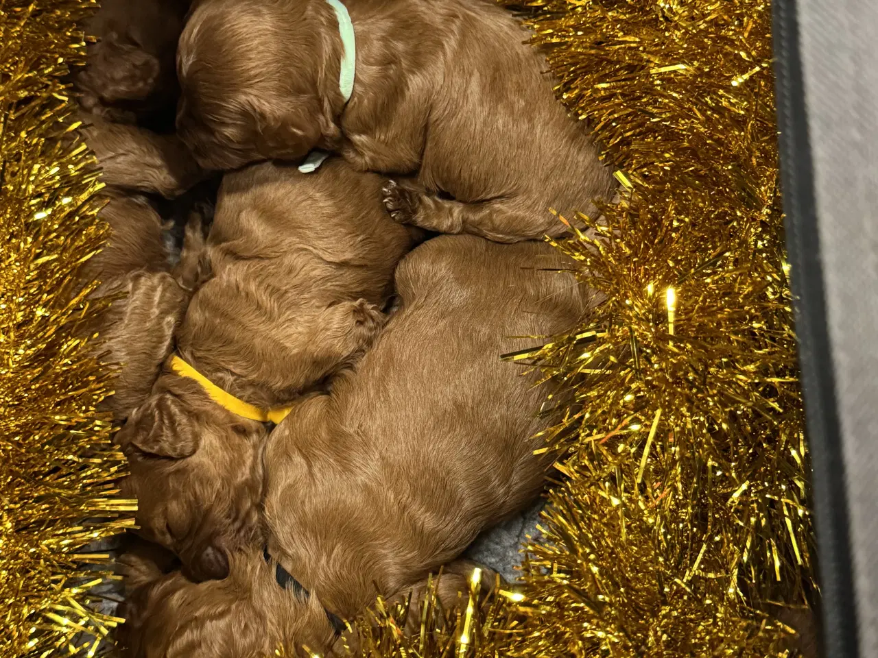 Billede 4 - Skønne Cavapoo hvalpe i det nye år 🎉