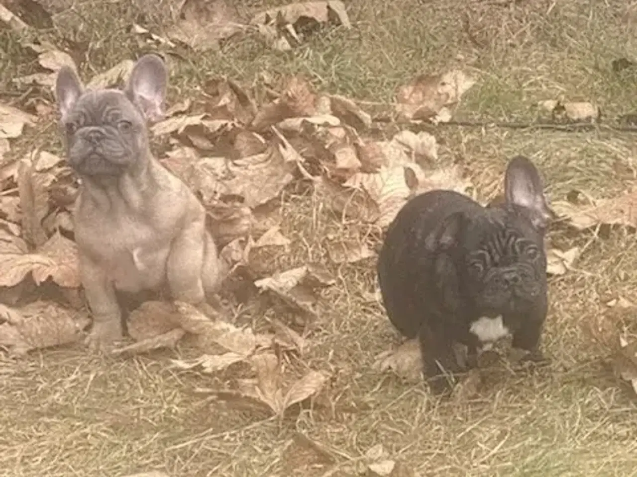 Billede 2 - Fransk bulldog hvalp