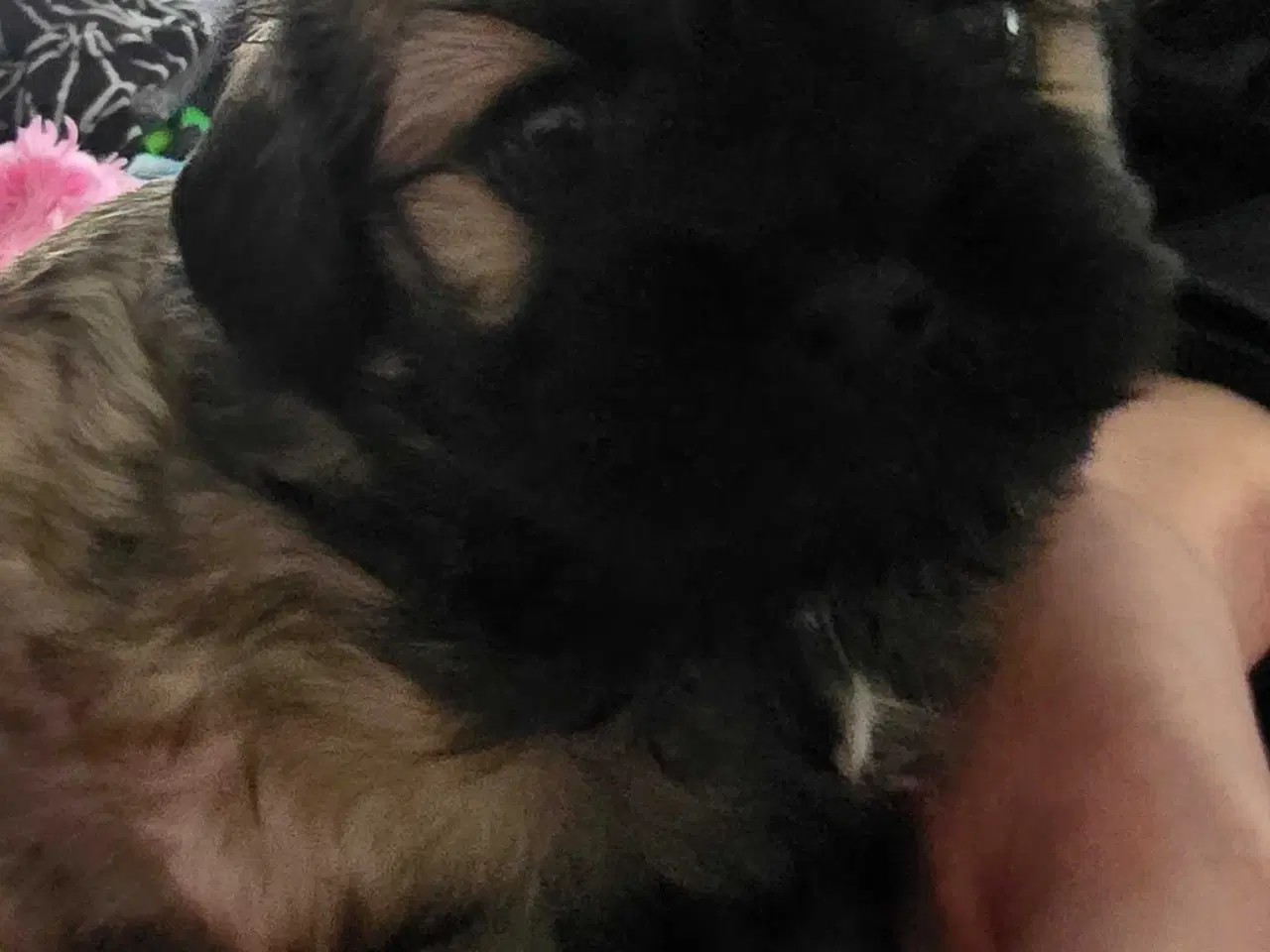 Billede 10 - Cody og Coco 