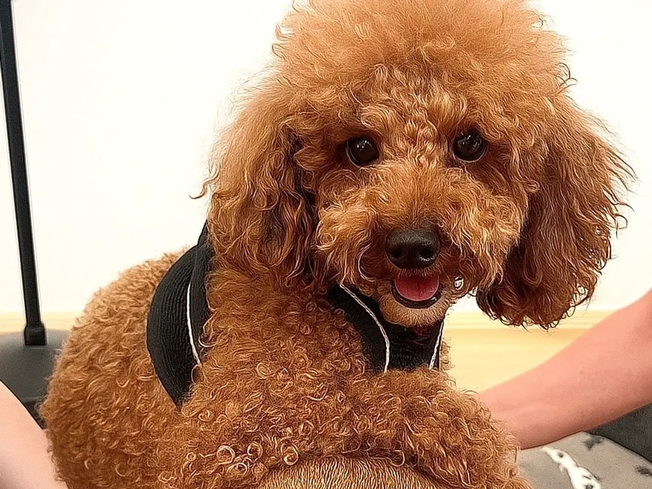 Billede 10 - En skøn hvalpedreng søger sit nye hjem 🐶❤️