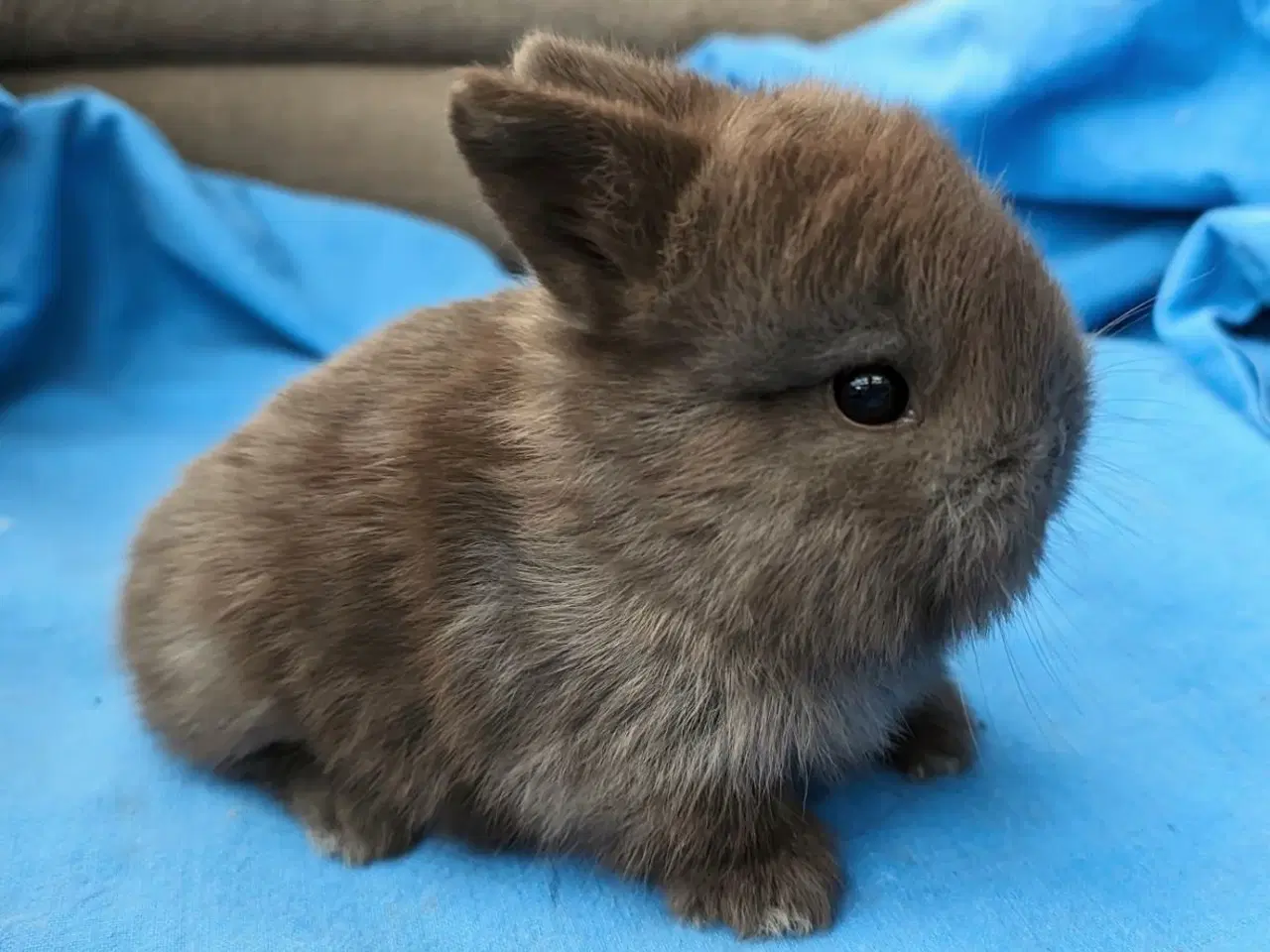 Billede 2 - Hermelin/minilop kaninunge