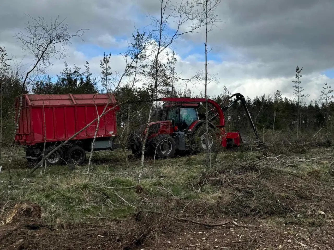 Billede 10 - Skovningsprojekter søges 