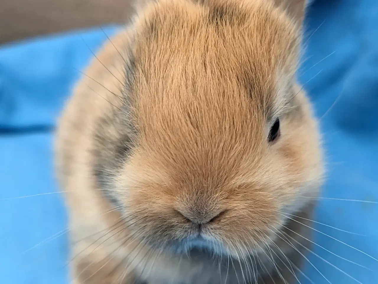 Billede 6 - Hermelin kaninunge