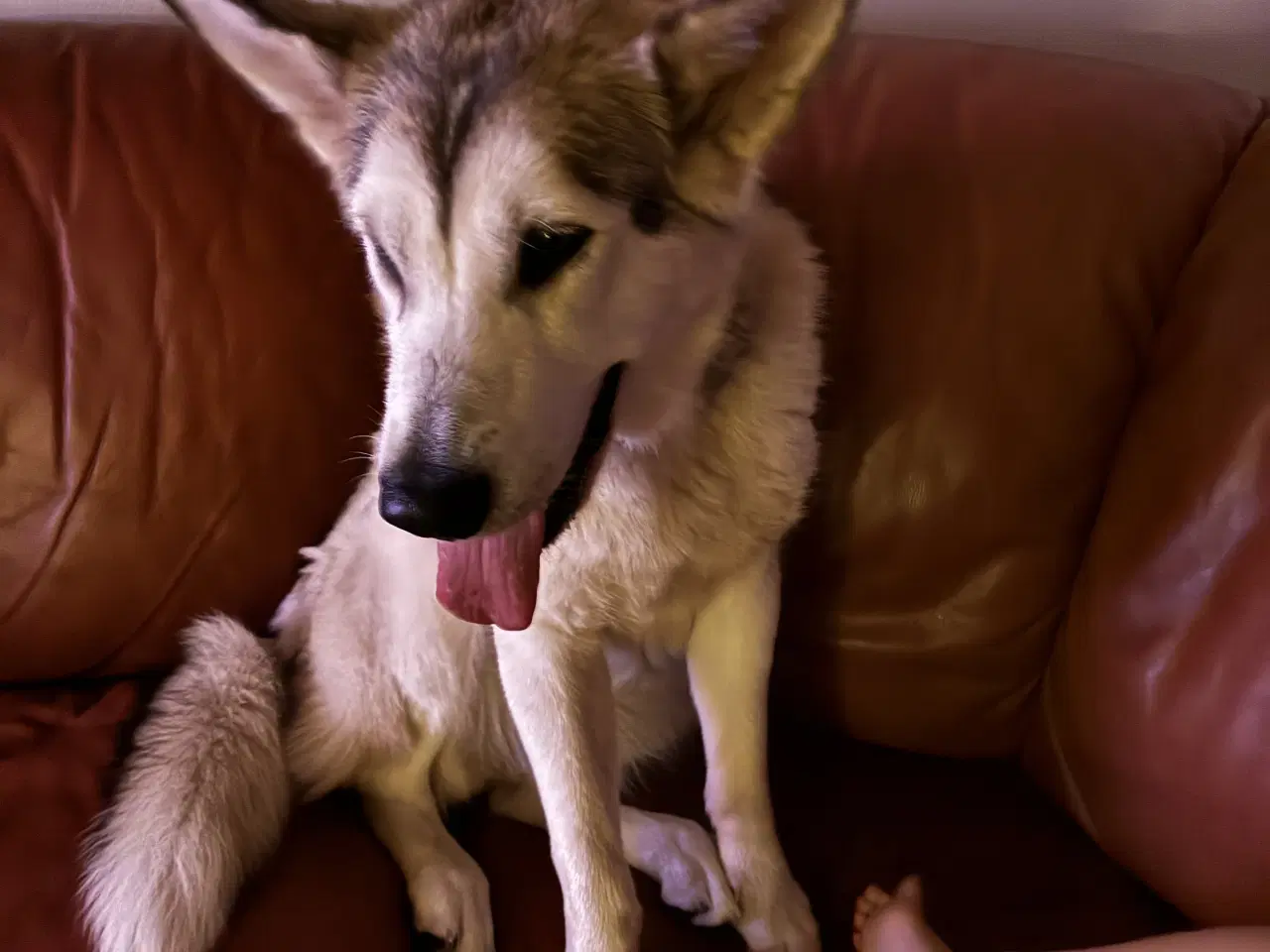 Billede 4 - Alaskan malamute pige 