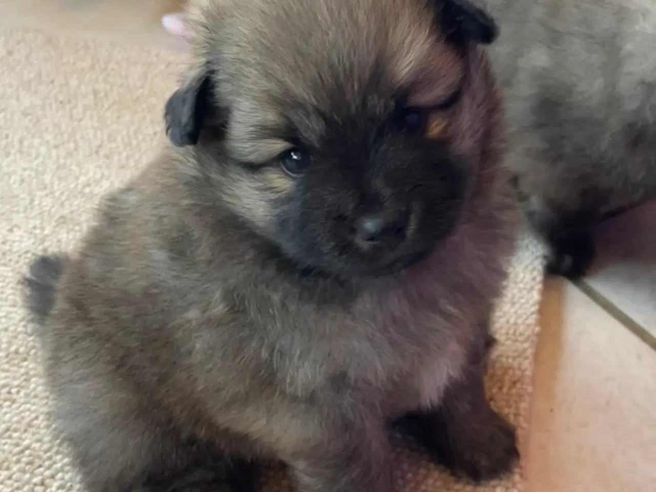 Billede 3 - Skønne Mittelspitz hvalpe søger nyt hjem