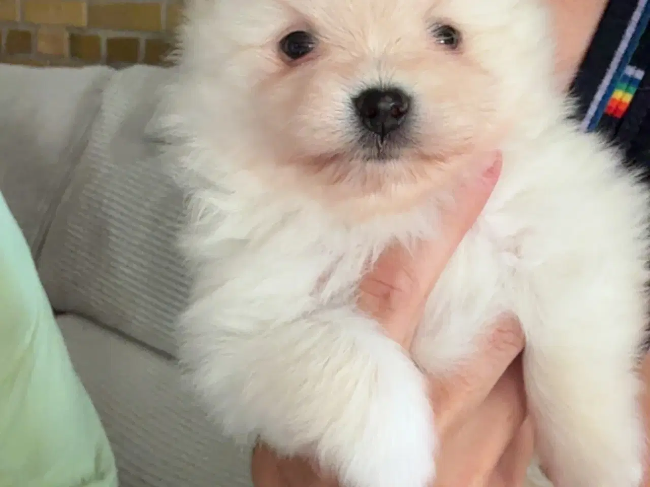 Billede 2 - Pomeranian hvalp 