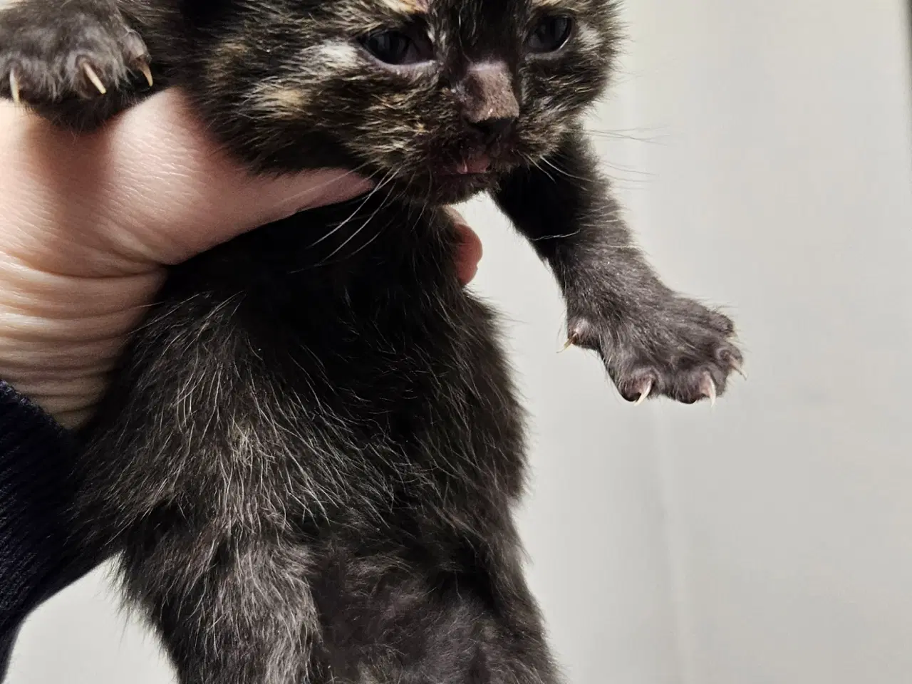 Billede 10 - British shorthair killinger med stamtavle