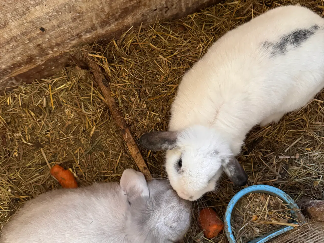Billede 3 - Dværgkanin avlspar ♥️