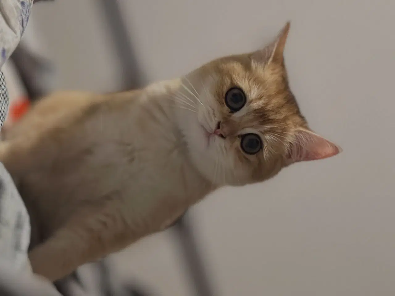 Billede 1 - British short hair golden cat 