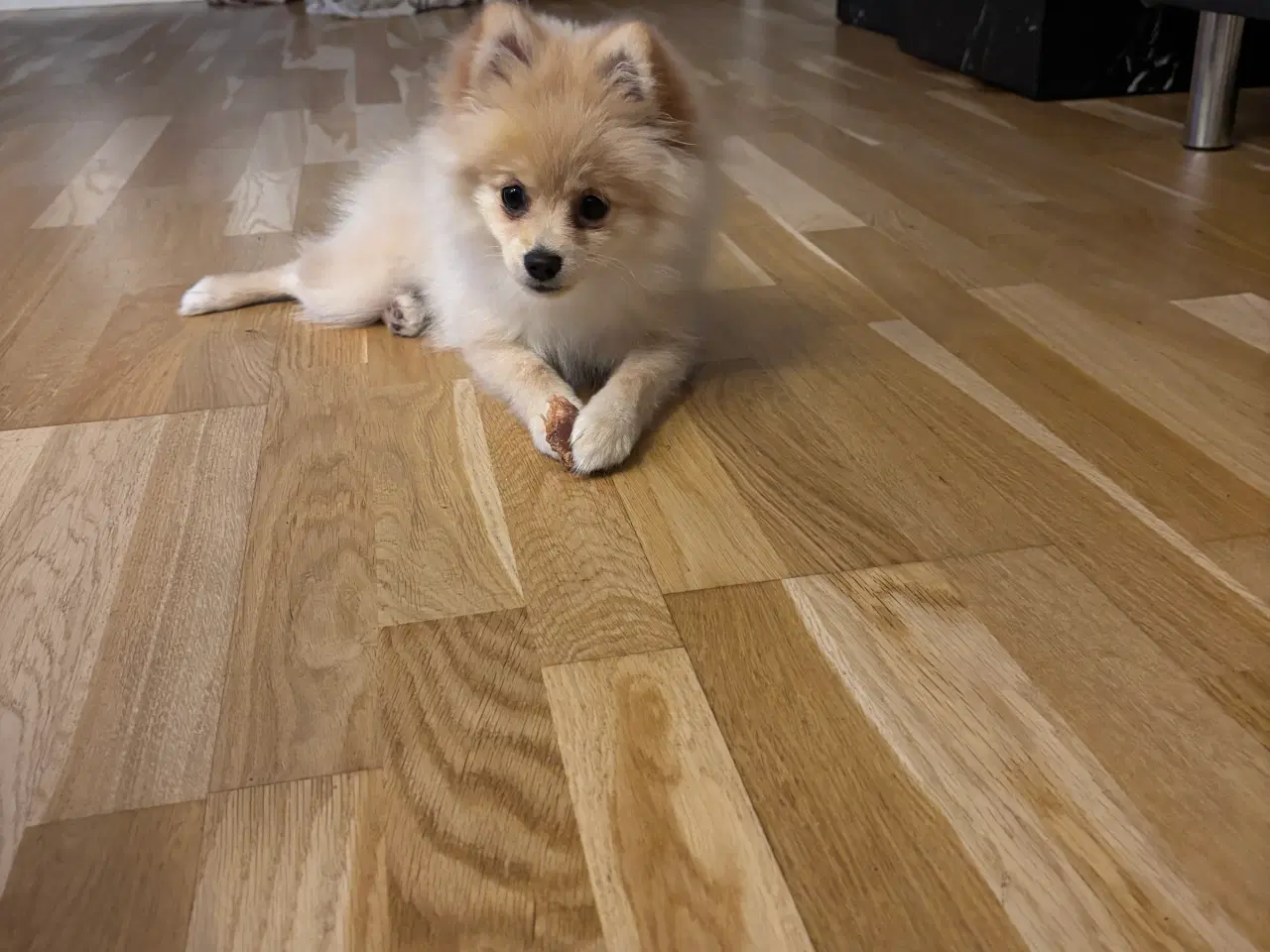 Billede 1 - Pomeranian Hvalp ( Maya ) 