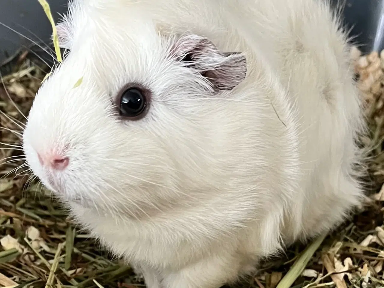 Billede 3 - To hun maresvin sælges med bur og alt tilbehør 