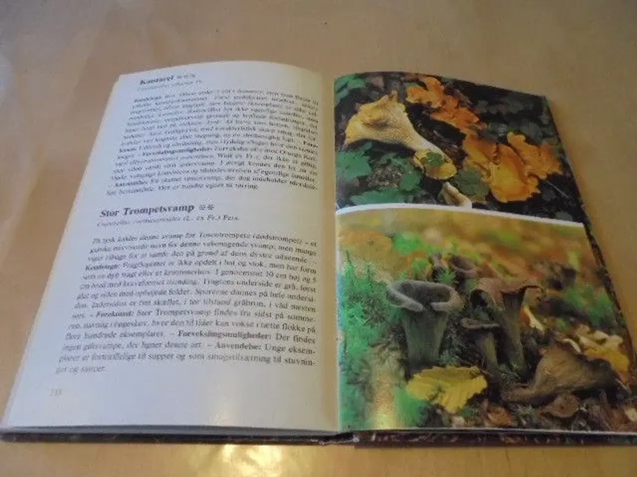 Billede 2 - Forums bog om svampe - fin stand  