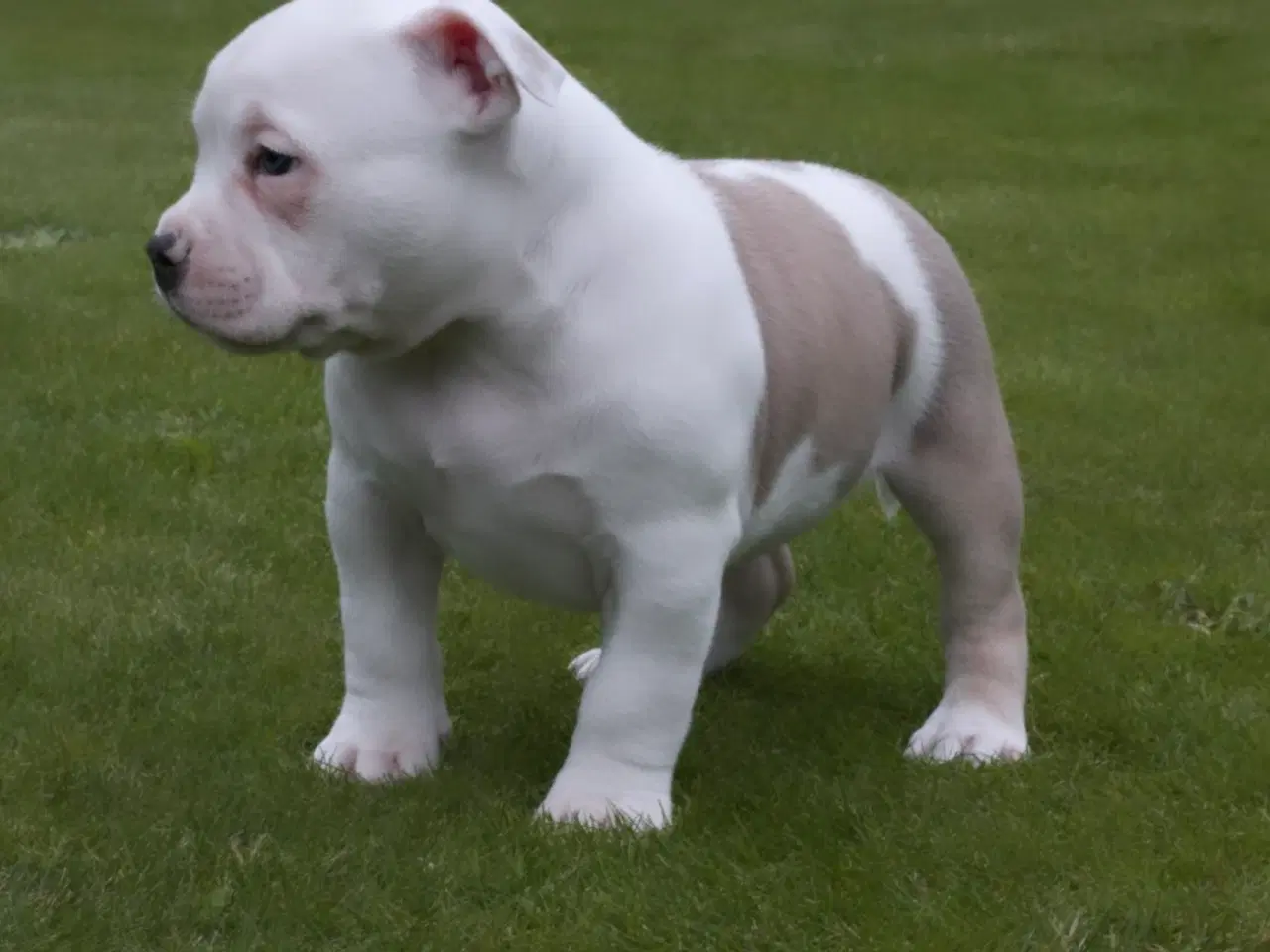 Billede 5 - American bully hvalpe